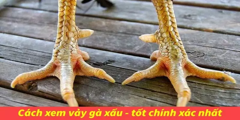 Top 7 loại vảy quý hiếm trong 78 vảy gà tốt nên chọi 