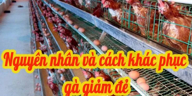 Hậu quả khi chữa bệnh EDS trên gà không đúng cách